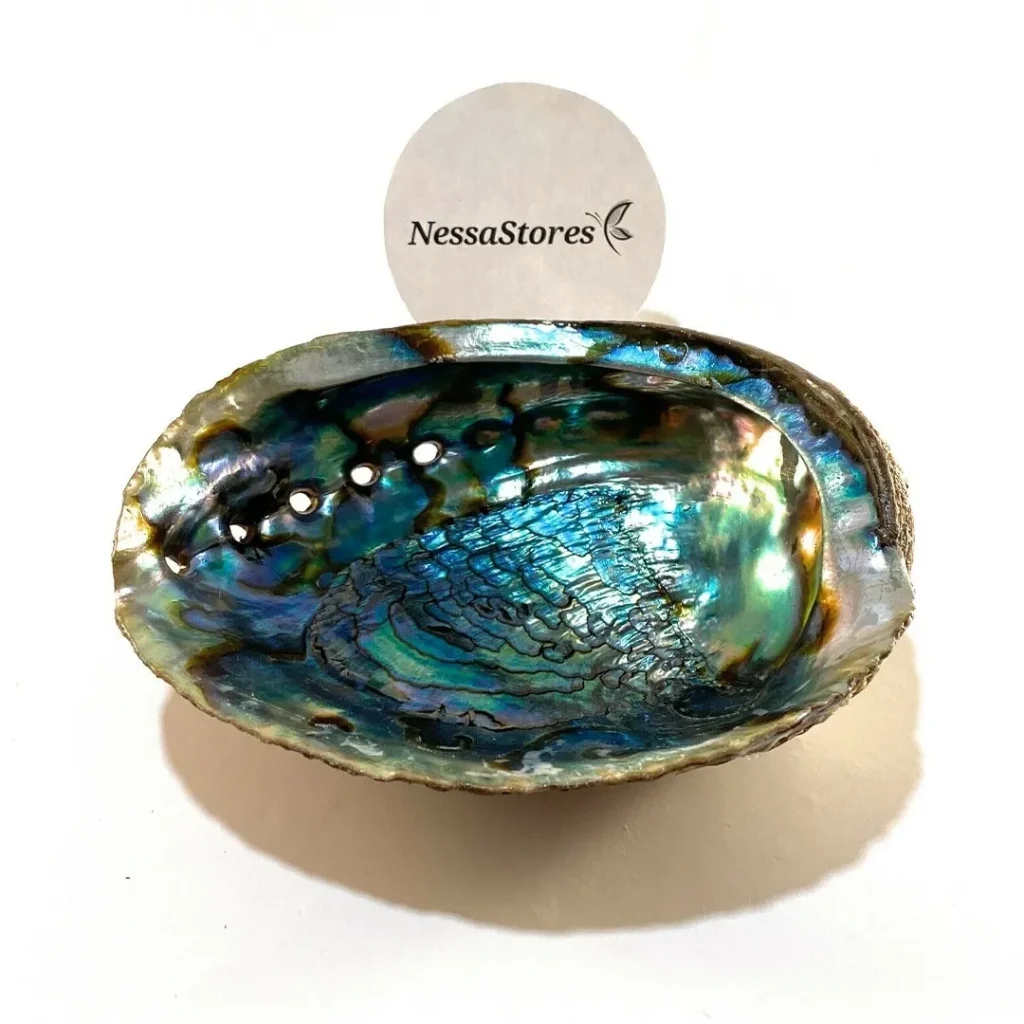 abalone_shell_1