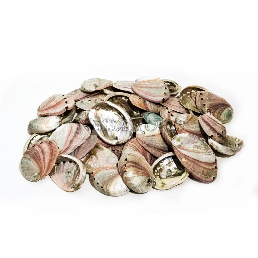 abalone_shells_3