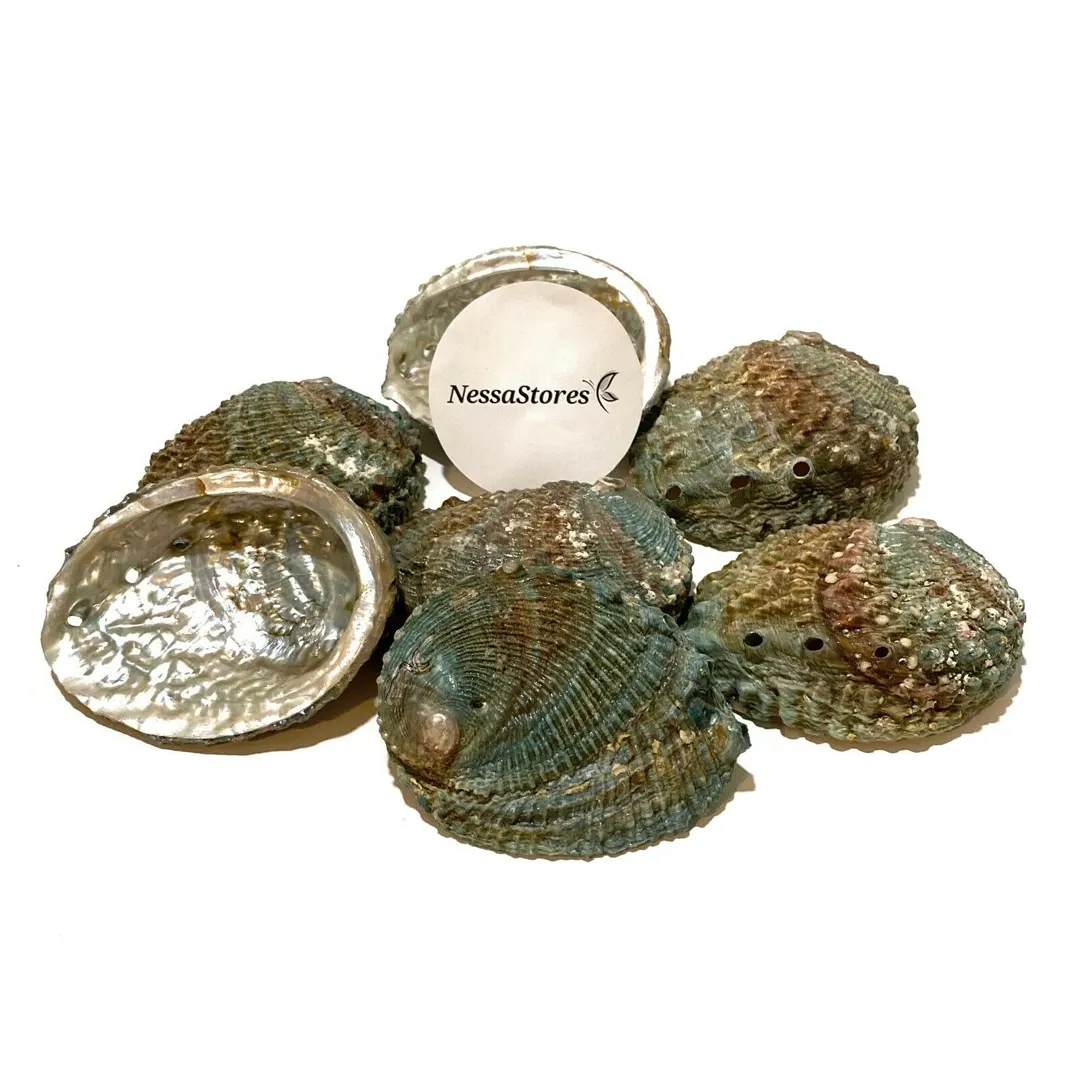 Pink Abalone Sea Shell One Side Polished Beach Craft 4" 5" JC