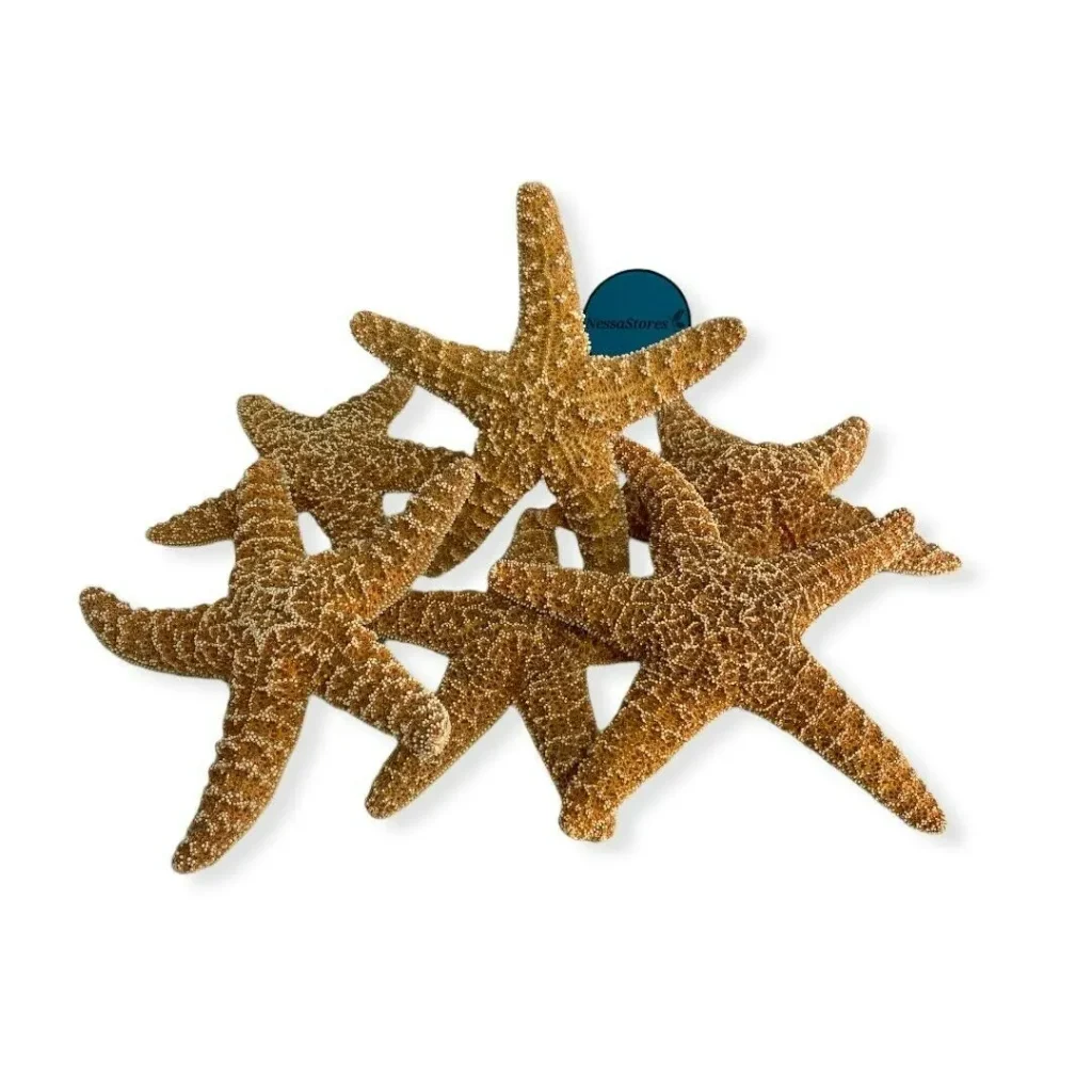 Sugar Starfish Sea Shell Wedding Real Craft 6"- 8"