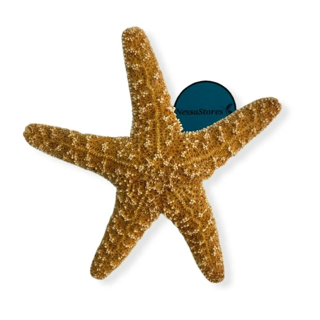 starfish_2