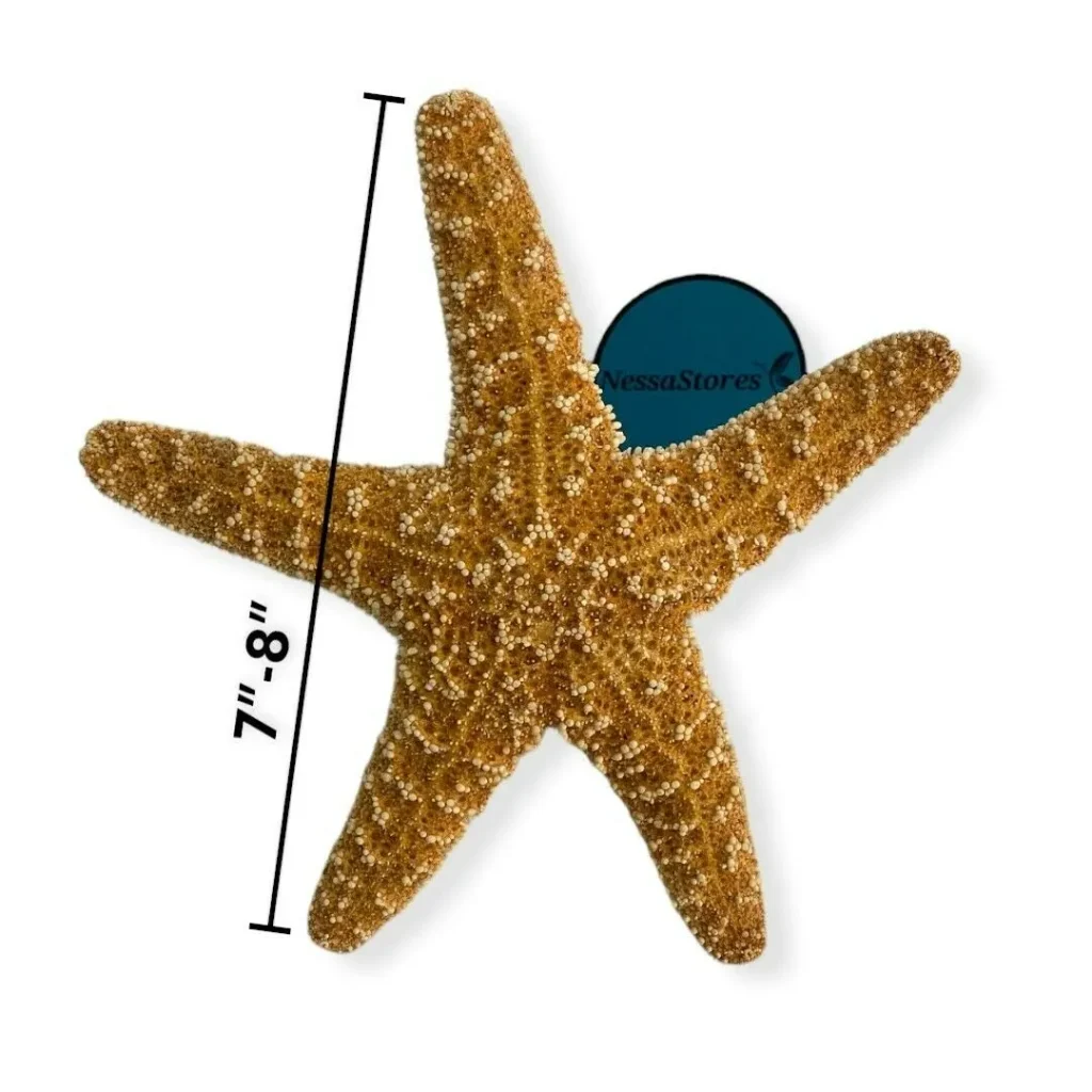 starfish_3