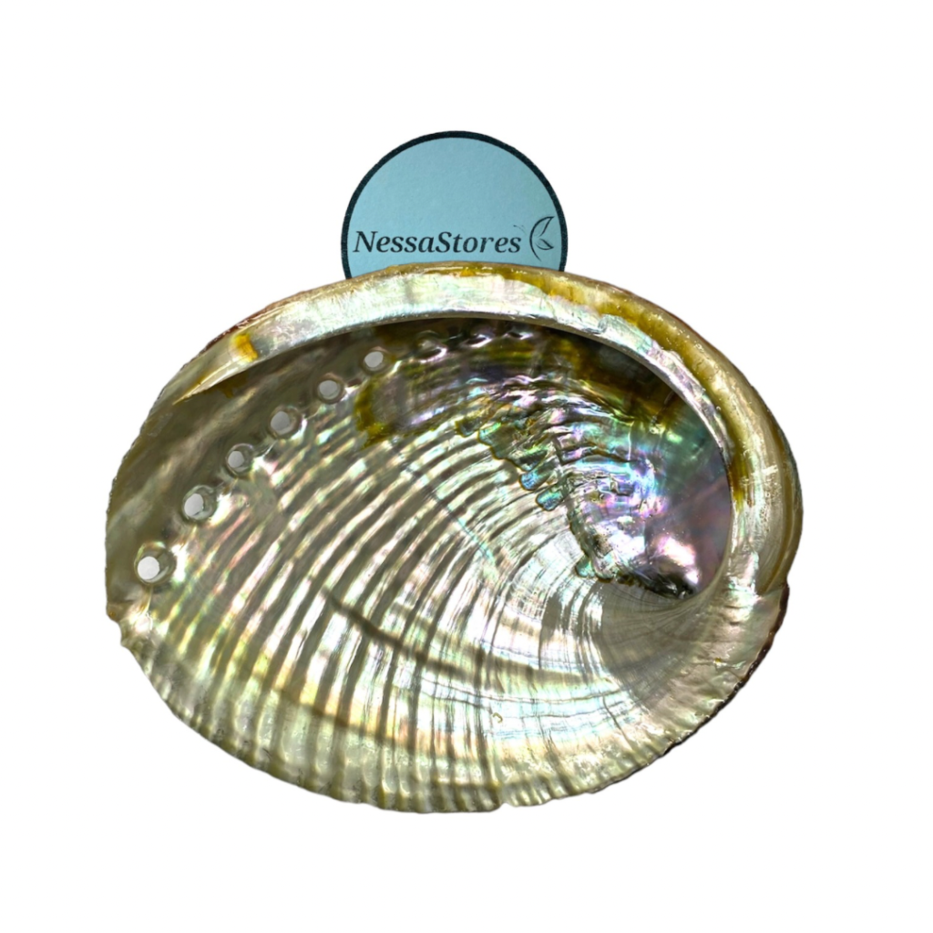 Green Abalone Sea Shell One Side Polished Beach Craft 4" - 5" #JC-016