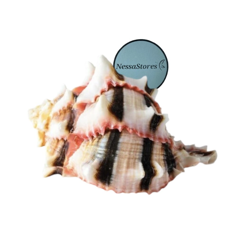 Brassica Murex 3"-4" Seashell JC-036